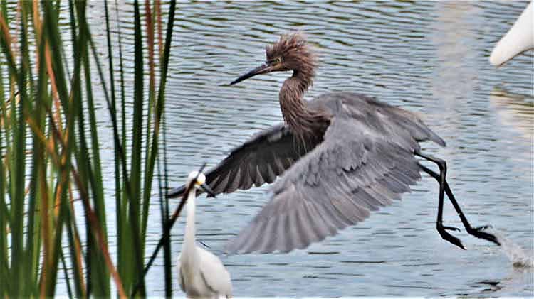 heron in flight
